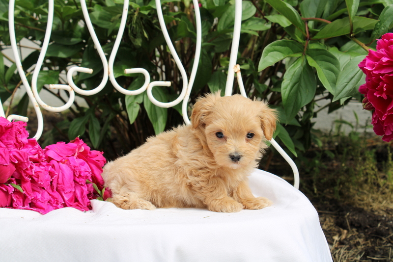 puppy, for, sale, Maltipoo, Matthew B. Stoltzfus, dog, breeder, Gap, PA, dog-breeder, puppy-for-sale, forsale, nearby, find, puppyfind, locator, puppylocator, aca